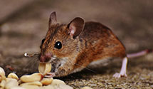 24 Hour & Emergency Exterminators in Long Creek, NC